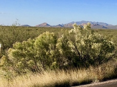 Baccharis sarothroides