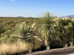 Yucca elata