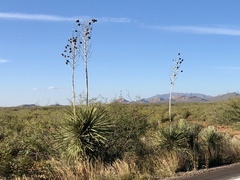 Yucca elata