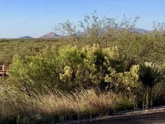 Baccharis sarothroides