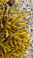 Veronica lycopodioides