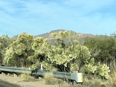Baccharis sarothroides