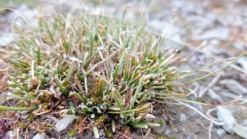Image of Carex cirrhosa by (c) Joe Potter Butler, some rights reserved (CC BY)