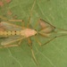 Xylotopus par - Photo (c) skitterbug, algunos derechos reservados (CC BY), subido por skitterbug