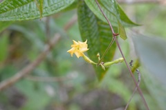 Mandevilla