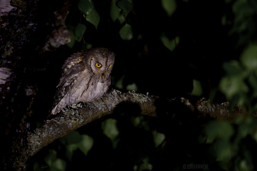 Autillo europeo (Otus scops)