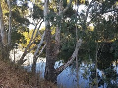 Eucalyptus sideroxylon
