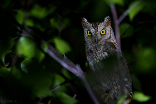 Autillo europeo (Otus scops)