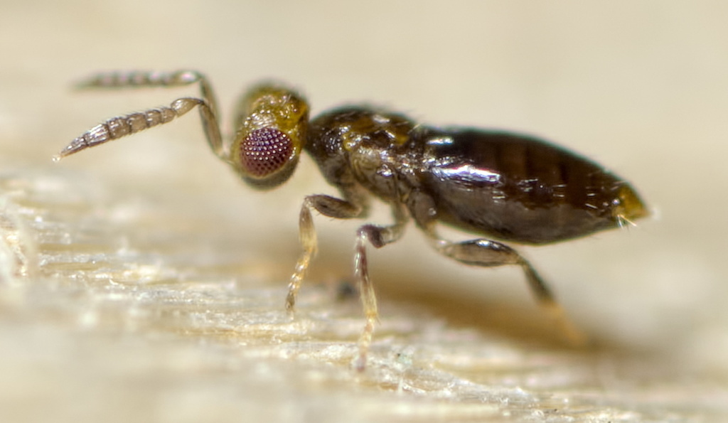 Diaspiniphagus moeris