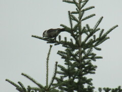Perisoreus canadensis image