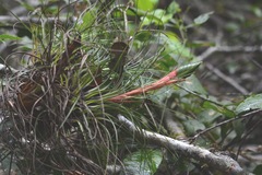 Tillandsia punctulata