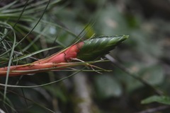 Tillandsia punctulata