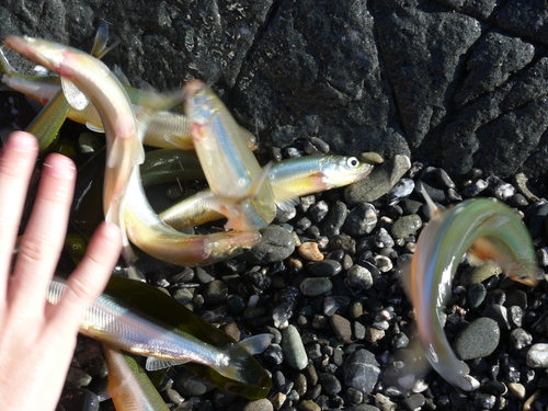 Day smelt (Hypomesus pretiosus) — Osmeridae — 5