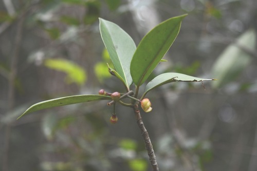 Clusia minor, photograph 2