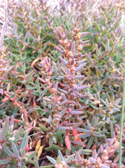 Suaeda novae-zelandiae
