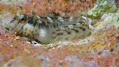 Germain's Blenny photo 4