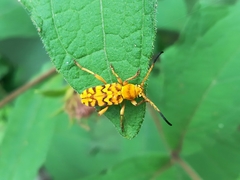 Ochraethes pollinosus
