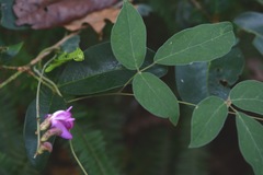 Canavalia oxyphylla