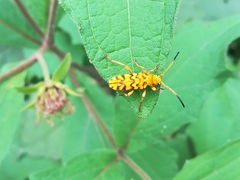 Ochraethes pollinosus