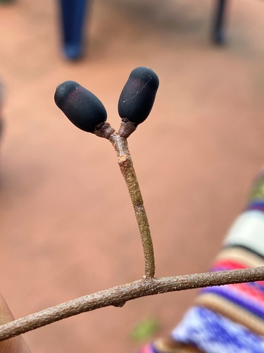 Dendropemon bicolor