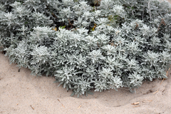 Artemisia stelleriana