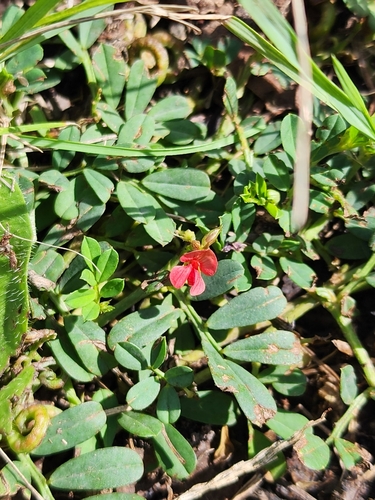 Indigofera circinella