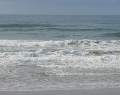 Megaptera novaeangliae