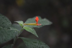 Cuphea appendiculata