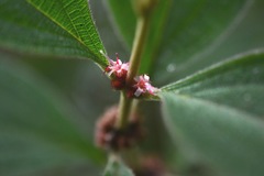 Miconia sericea