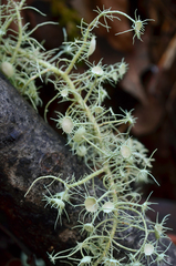 Usnea intermedia