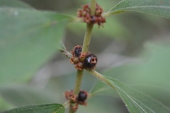 Miconia sericea