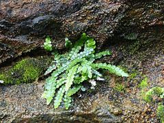 Blechnum blechnoides