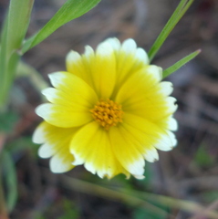 Layia platyglossa