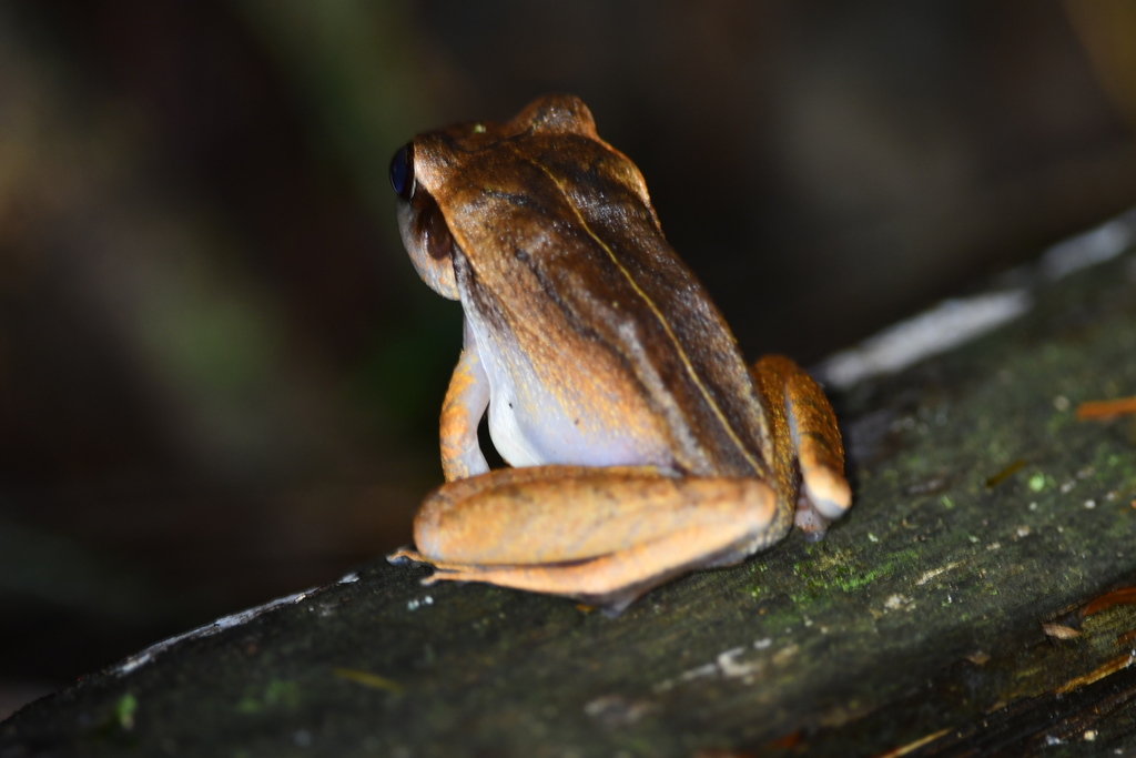 Noble's Robber Frog