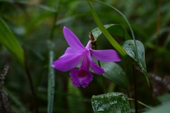 Sobralia macdougallii