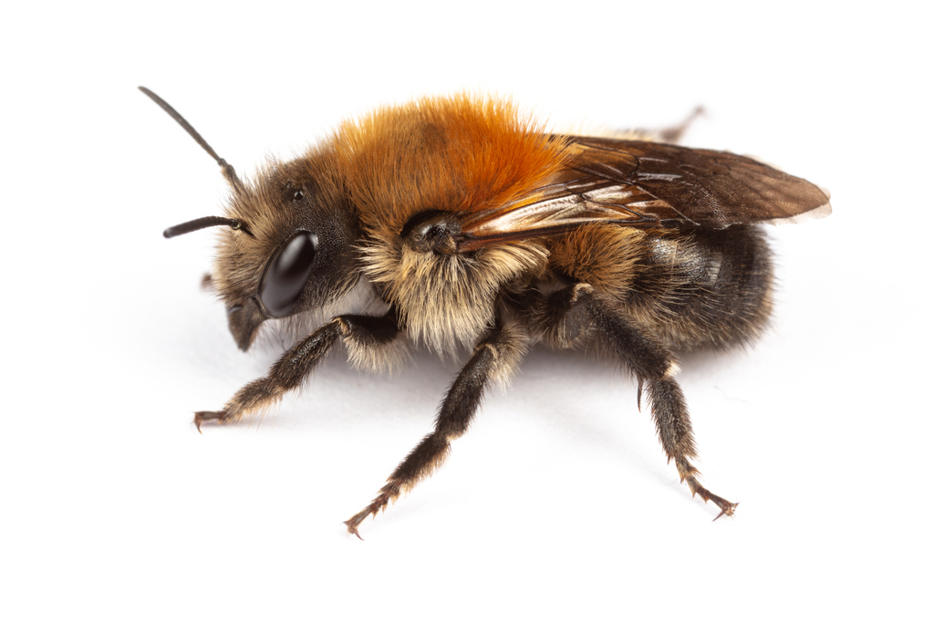 Cliff Mason Bee