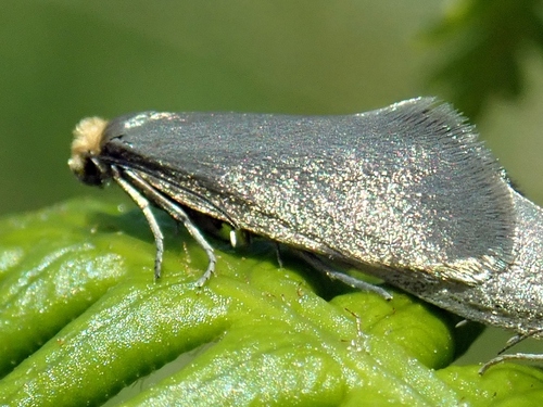 Northern Bright