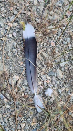 Plume de Tourterelle des bois