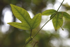 Passiflora platyloba