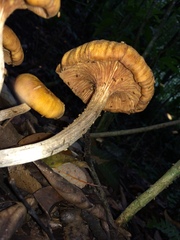 Desarmillaria caespitosa image