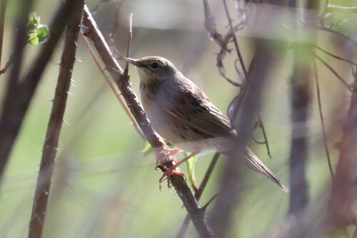 Buscarla pintoja (Locustella naevia)