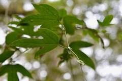 Passiflora platyloba
