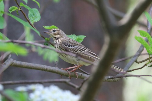 Bisbita arbóreo (Anthus trivialis)