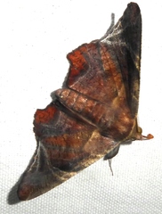 Episparis tortuosalis