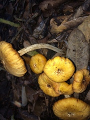 Desarmillaria caespitosa image
