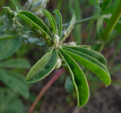 Macrosiphum albifrons