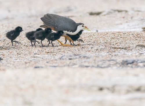 White-breasted Waterhen (Amaurornis phoenicurus), photo 9