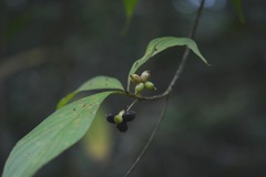 Arachnothryx chiapensis