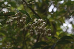 Chiococca phaenostemon