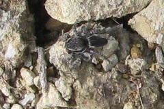 Maratus proszynskii